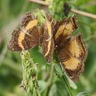 Junonia terea und Junonia elgiva