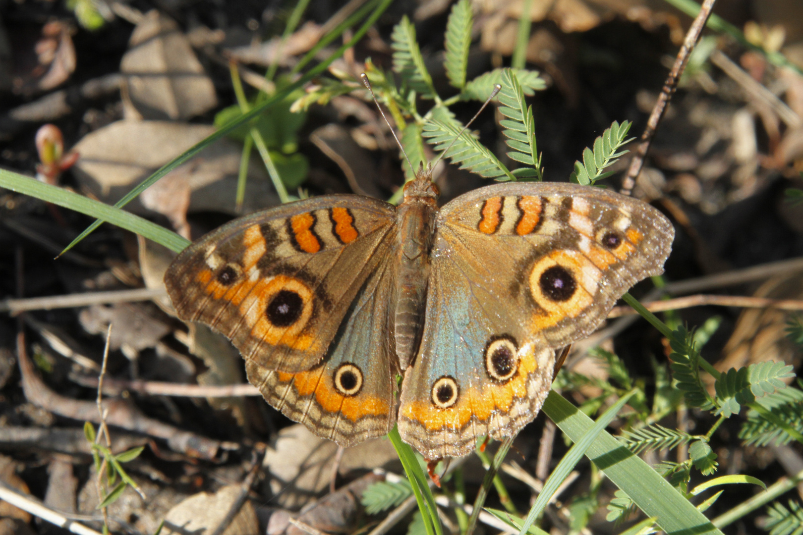 Junonia (vermutlich)