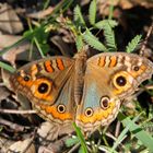 Junonia (vermutlich)