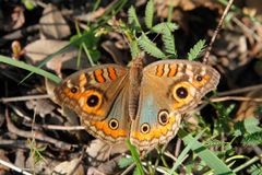 Junonia (vermutlich)