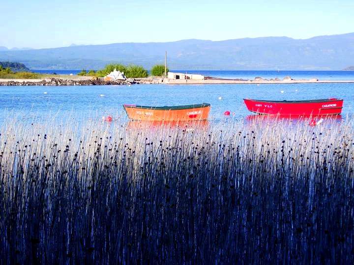 Junquillos en el lago Villarrica