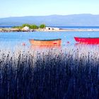 Junquillos en el lago Villarrica