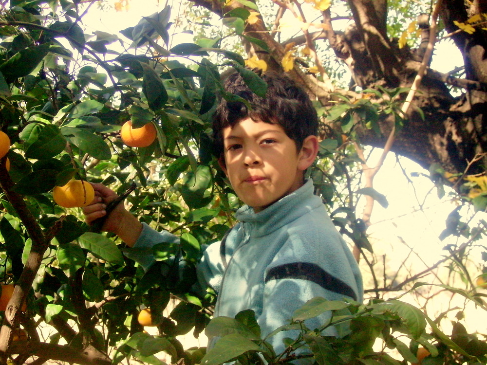 juntando naranjas