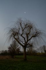 Jupiter mit Trauerweide im Mondschein