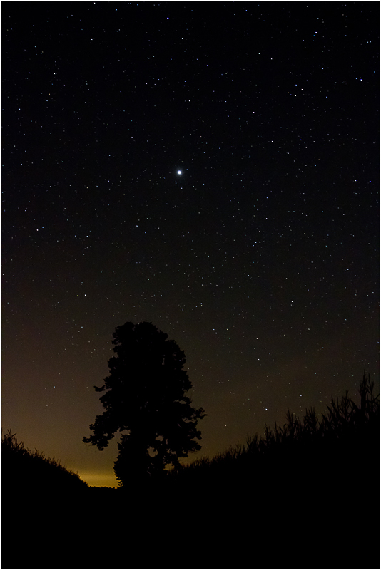 Jupiter über der Linde