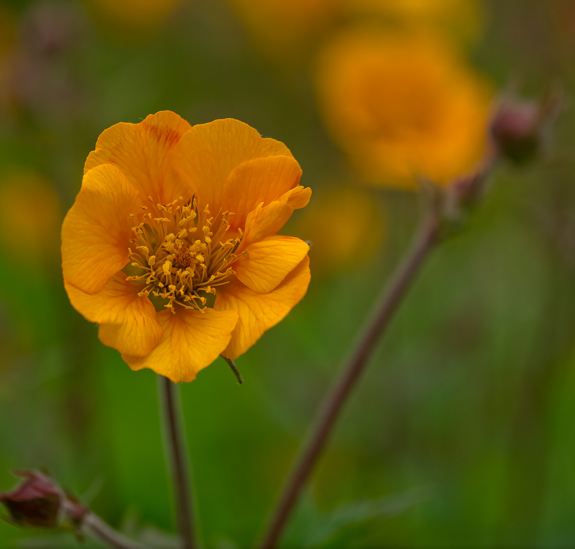 ~ Jupiterblume (Lychnis) ~