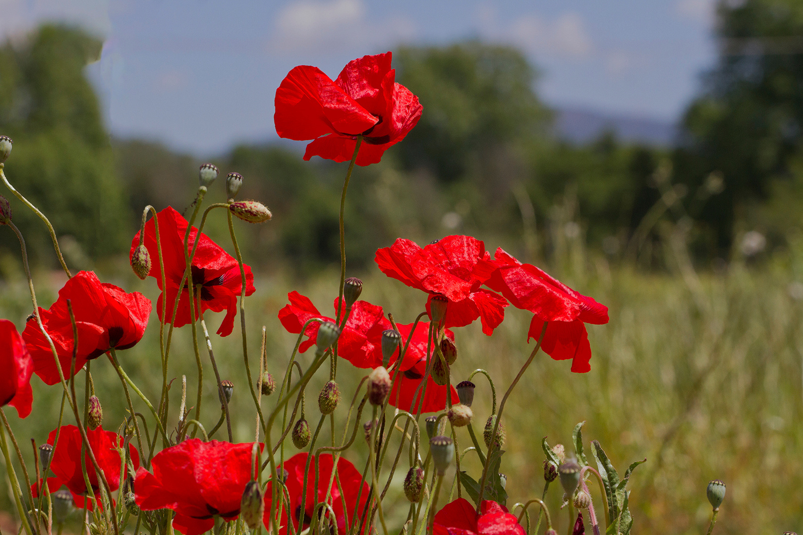 Jupons rouges de Mai