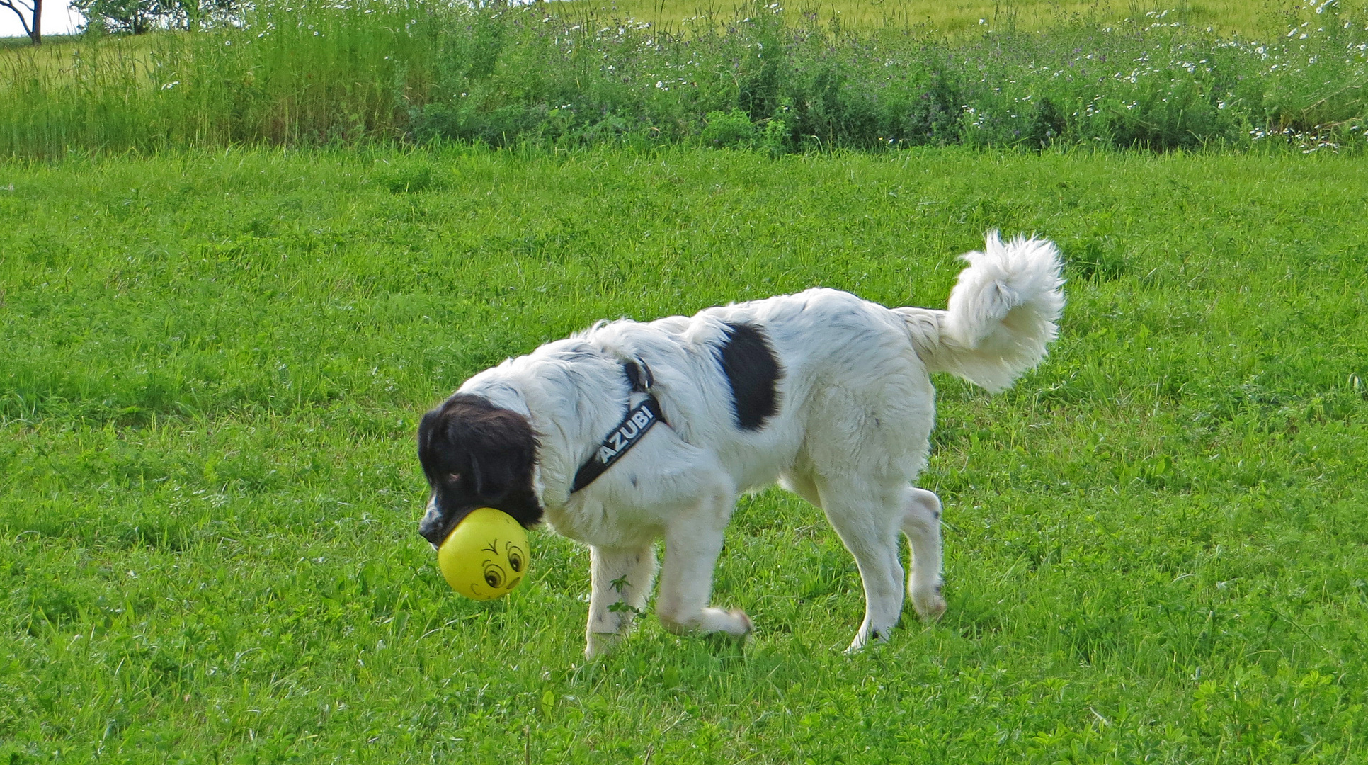 Jupp 5 "mein kleiner AZUBI"