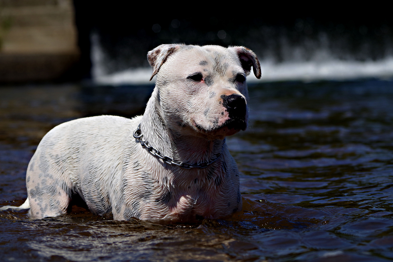 Jupp beim Baden