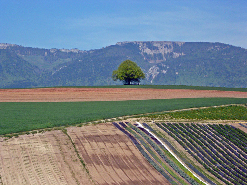 Jura / Linde / Ackerbau / Gemüsebau