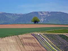 Jura / Linde / Ackerbau / Gemüsebau