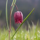 Jura Schachbrettblume