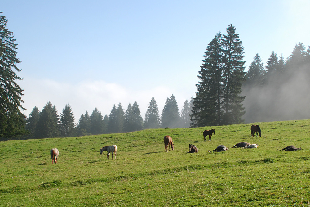 Jura,Pferde