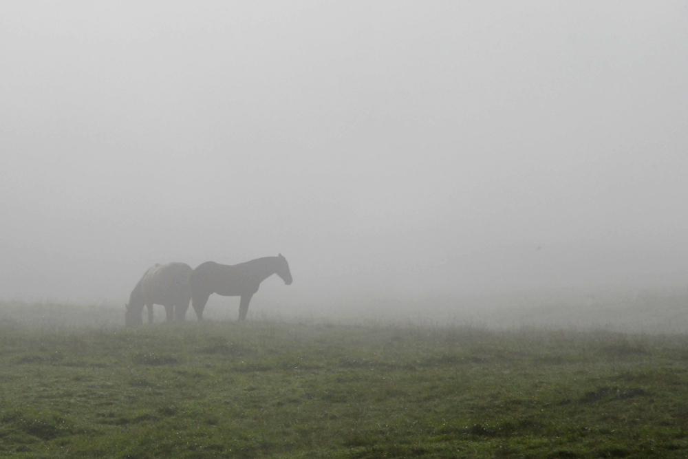 Jura,Pferde im Morgennebel