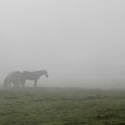Jura,Pferde im Morgennebel