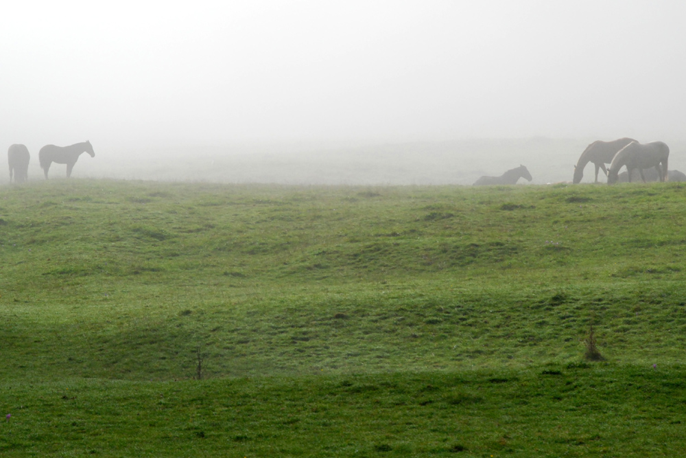 Jura,Pferde im Nebel