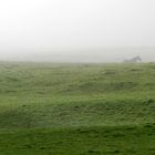 Jura,Pferde im Nebel