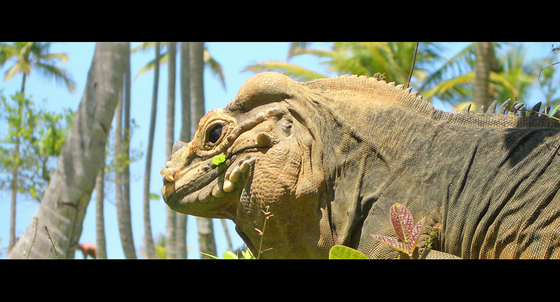 Jurassic Park II reloaded, 16:9