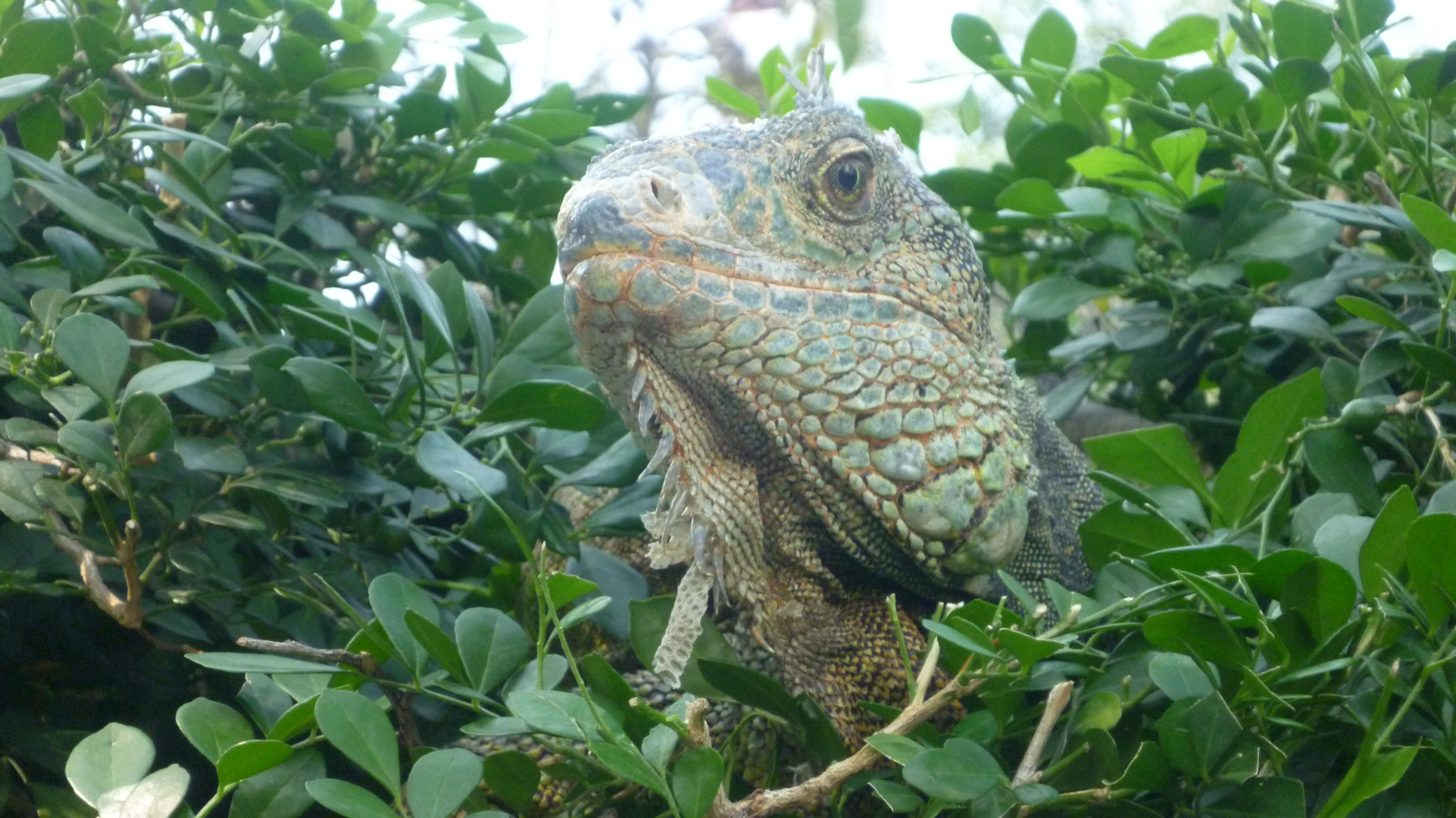 Jurassic Park in Guayaquil