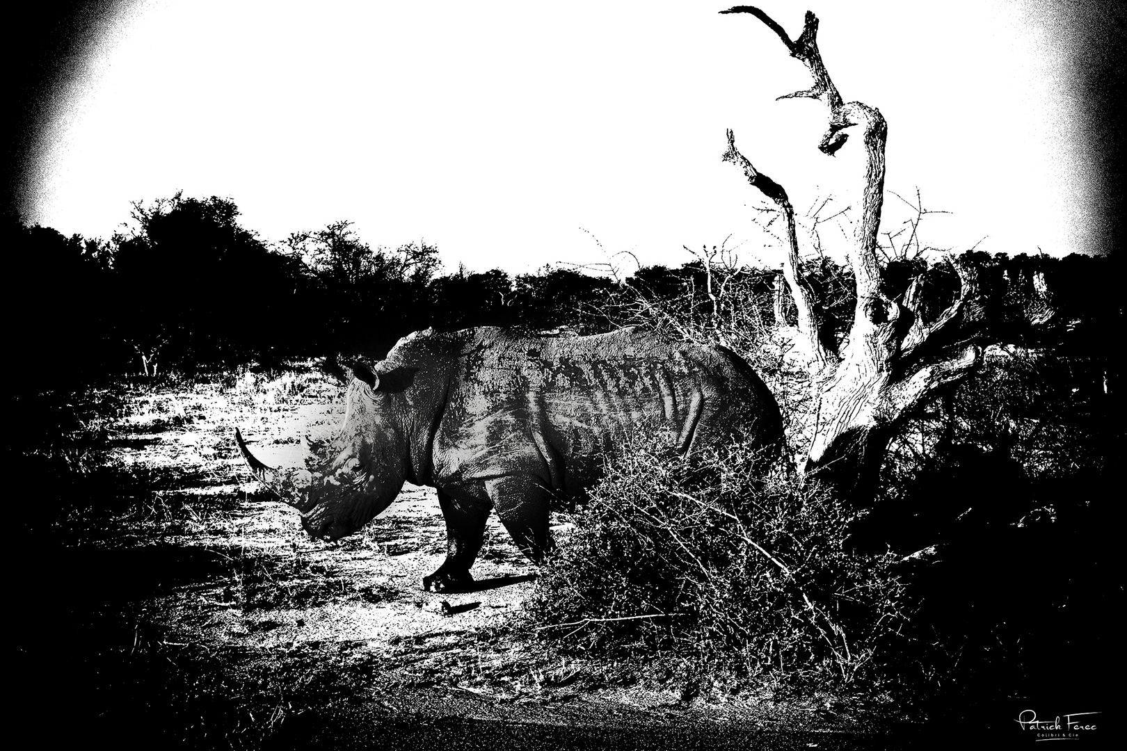 Jurassic Rhino