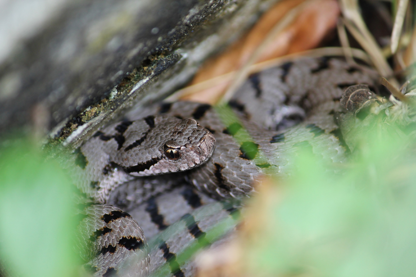 Juraviper-Aspisviper aus dem Jura.