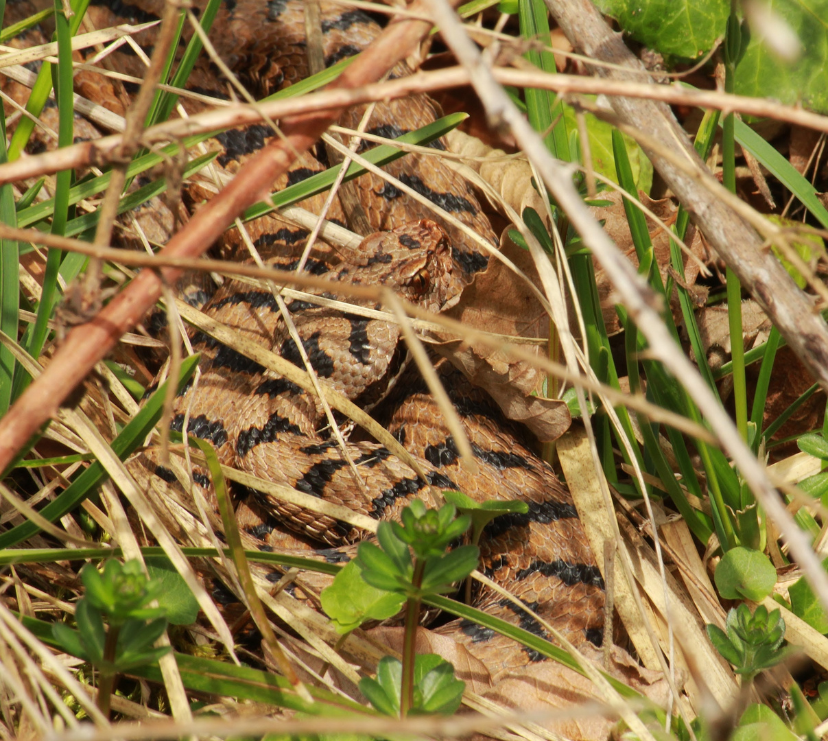 Juraviper-Aspisviper im Jura