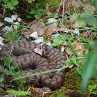 Juraviper-Aspisviper ( Vipera a.aspis) aus dem Jura.