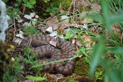 Juraviper-Aspisviper ( Vipera a.aspis) aus dem Jura.