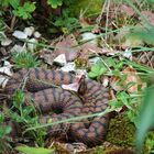 Juraviper-Aspisviper ( Vipera a.aspis)1