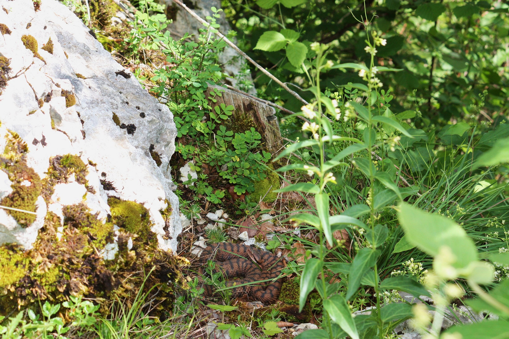 Juraviper im Habitat.