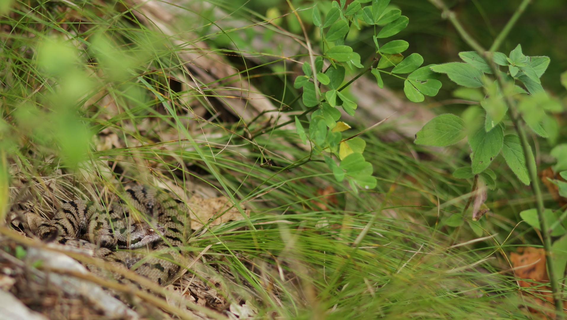 Juraviper in ihrem Habitat im Jura.