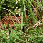 Juraviper ( Vipera a.aspis)