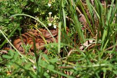 Juraviper ( Vipera a.aspis)