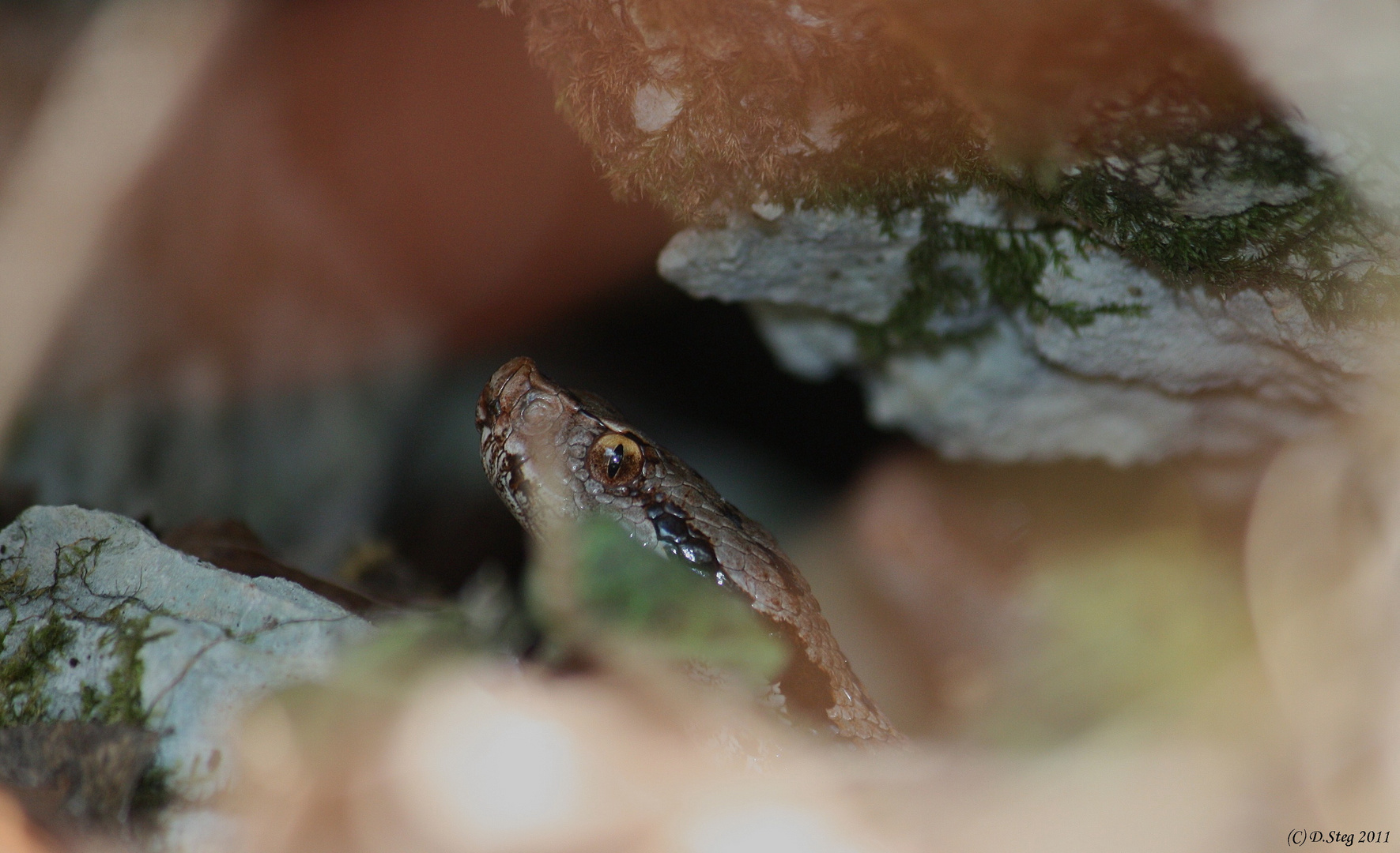 Juraviper ( Vipera a.aspis)