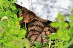 Juraviper ( Vipera a.aspis) 4