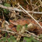 Juraviper ( Vipera a.aspis)