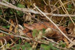 Juraviper ( Vipera a.aspis)