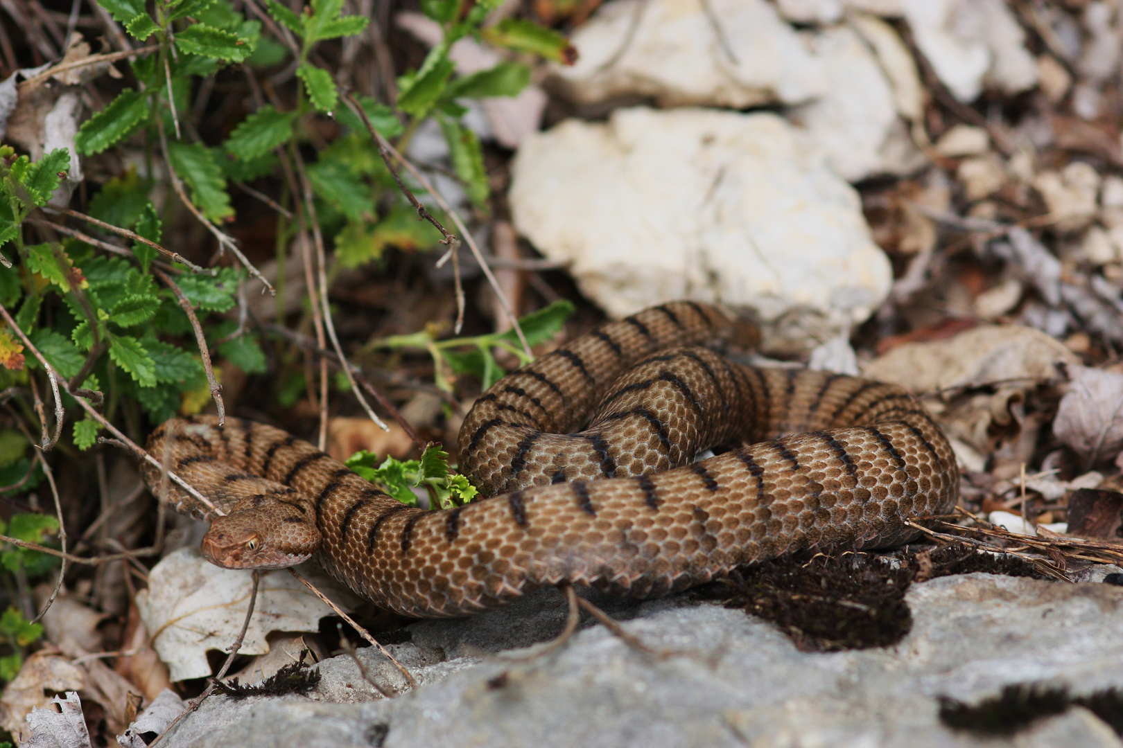 Juraviper ( Vipera a.aspis)