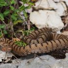 Juraviper ( Vipera a.aspis)