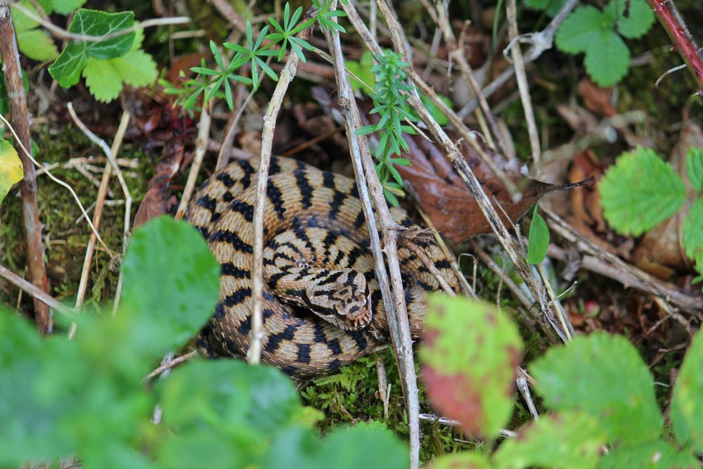 Juraviper (Vipera a.aspis)