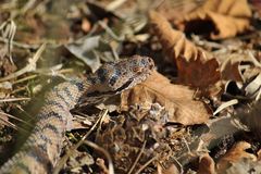 Juraviper ( Vipera a.aspis) "die erste"