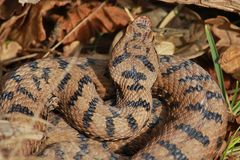 Juraviper ( Vipera a.aspis)