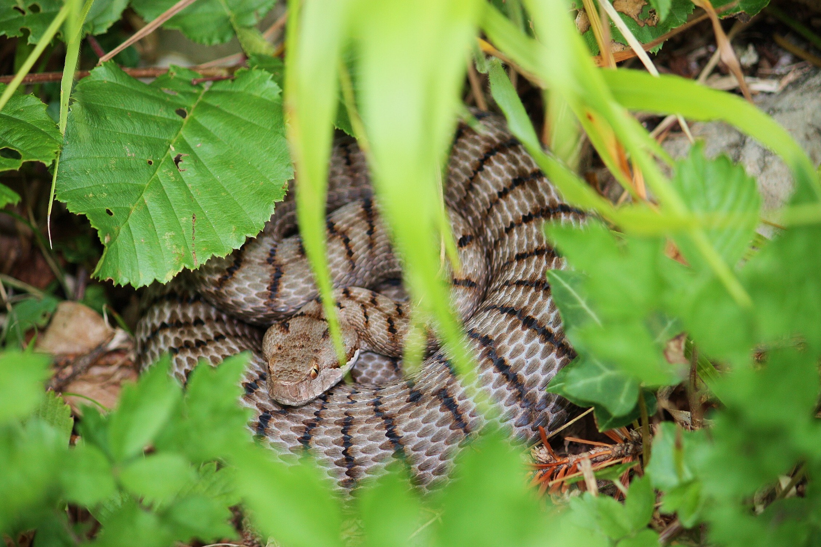 Juraviper ( Vipera a.aspis) im Kraut.