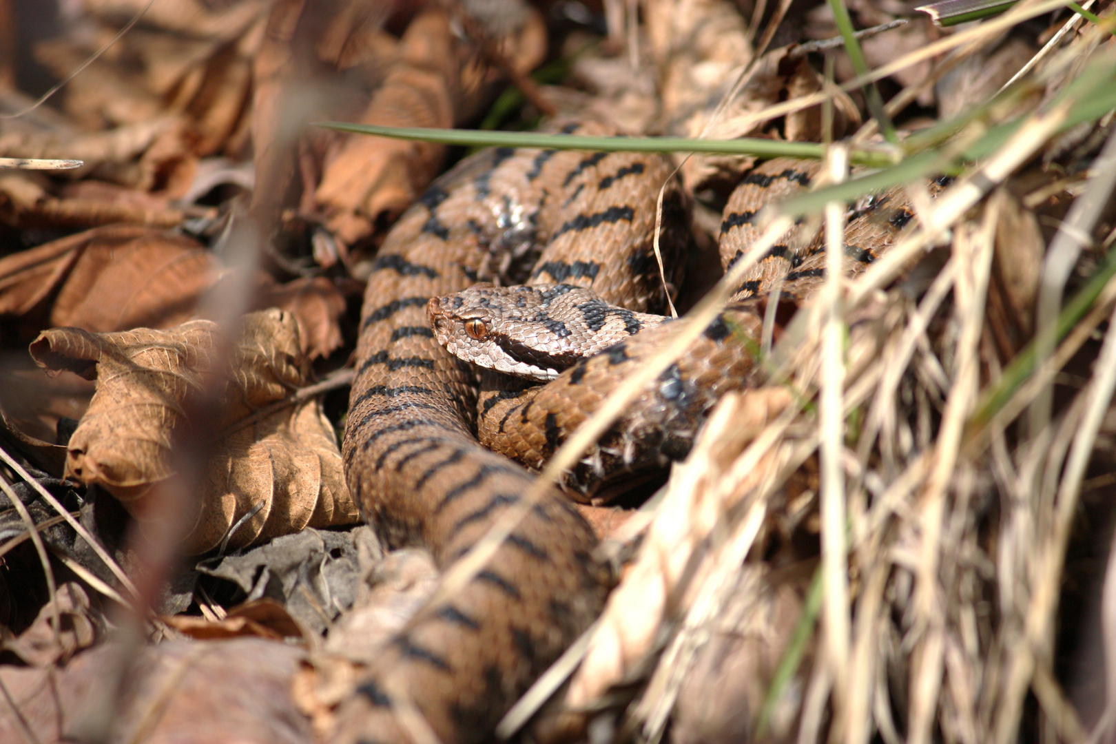 Juraviper ( Vipera a.aspis) Nord Jura.