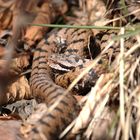 Juraviper ( Vipera a.aspis) Nord Jura.