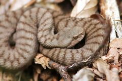 Juraviper ( Vipera a.aspis) Nord Jura