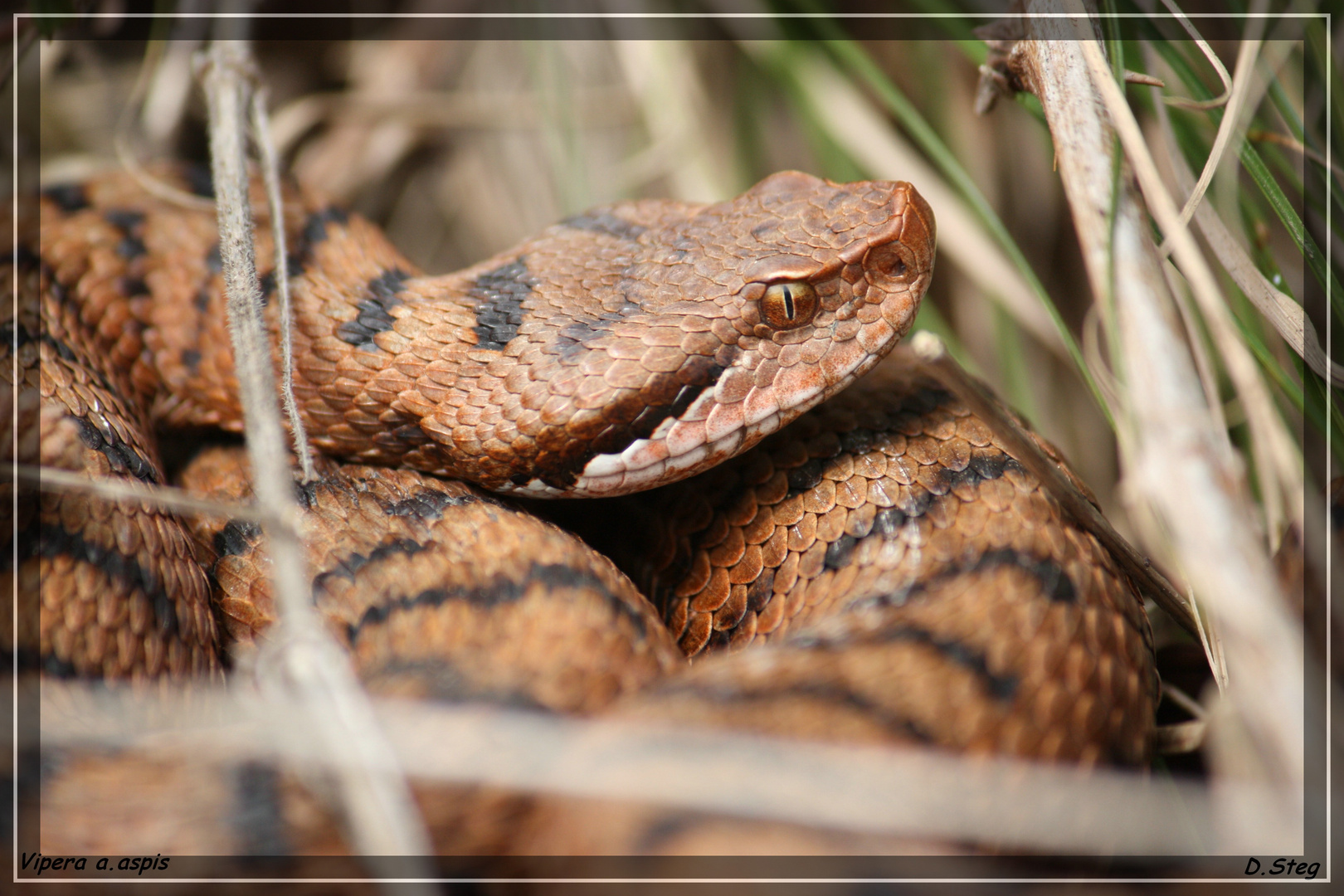 Juraviper ( Vipera a.aspis) Nord-Jura 3.