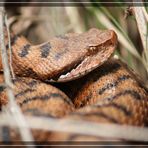 Juraviper ( Vipera a.aspis) Nord-Jura 3.