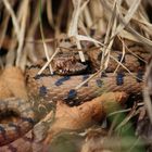 Juraviper ( Vipera a.aspis) Nord Jura