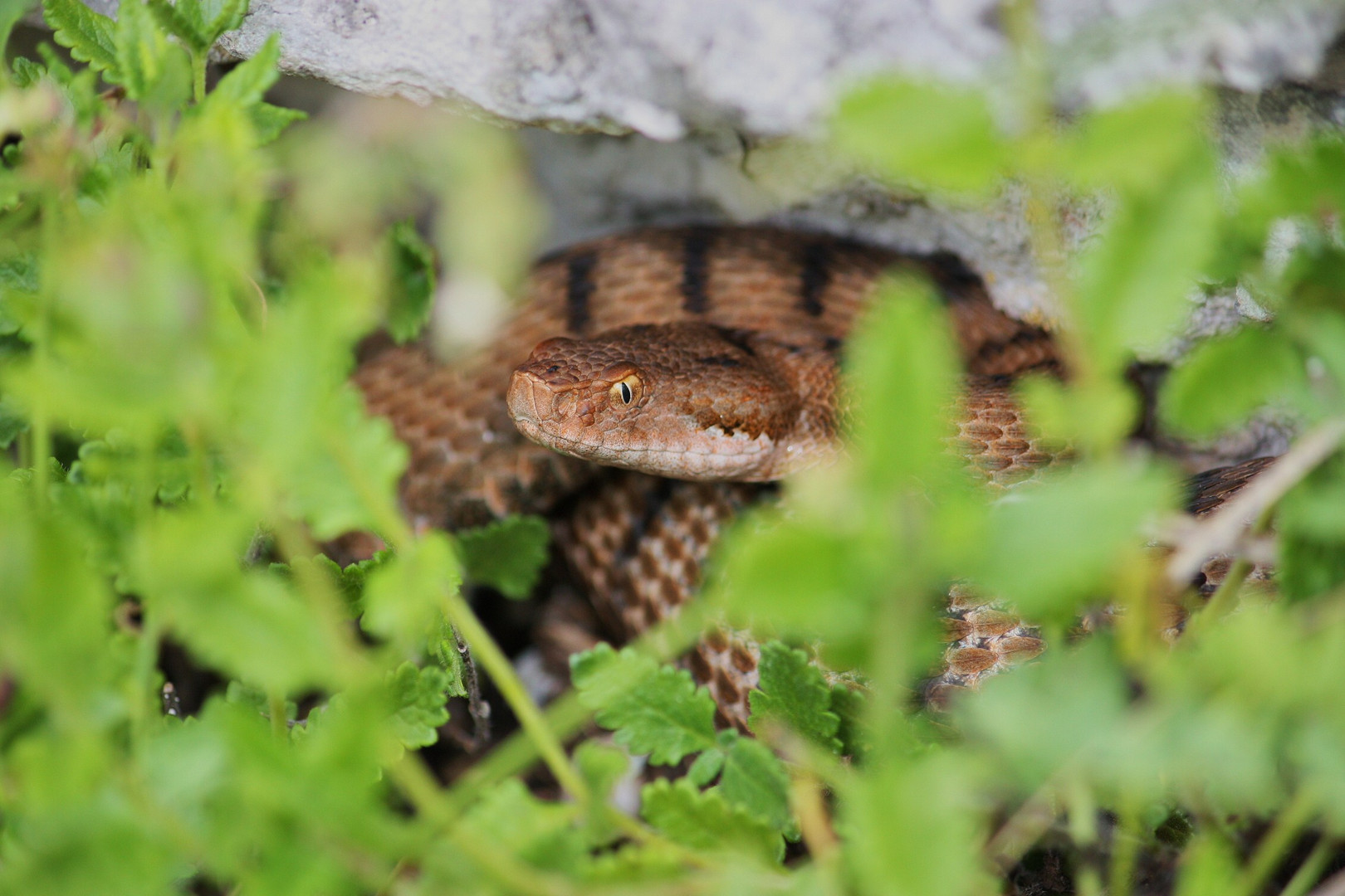 Juraviper ( Vipera a.aspis)2